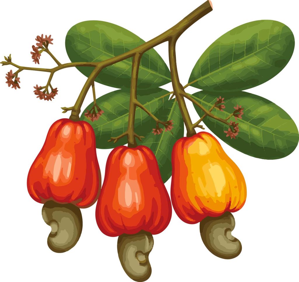 Illustrazione di un ramo di anacardo con tre frutti maturi (mela d'anacardo) di colore rosso/giallo vivo. L'anacardo (il guscio) è attaccato alla base di ciascun frutto. Foglie verdi scure sullo sfondo.