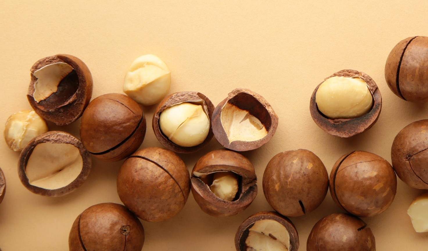 Una composizione dall'alto di noci di macadamia frutta secca, alcune intere con il guscio marrone scuro e liscio, altre rotte che mostrano il seme cremoso e biancastro all'interno. Le noci sono disposte su uno sfondo color crema.