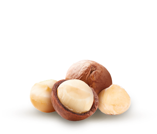 Una composizione ravvicinata di quattro noci di frutta secca macadamia. Un seme di macadamia è intero nel suo guscio; accanto ci sono semi sgusciati, di colore bianco crema.
