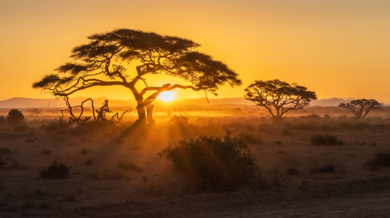 Silhouette di un albero di Acacia (Vachellia tortilis) al tramonto o all'alba, in una savana africana. Il sole basso crea potenti raggi luminosi (sunburst) che filtrano attraverso i rami e la nebbia bassa che copre il terreno. I colori dominanti sono l'arancione, il giallo dorato e il marrone scuro. Safari, Africa, Kenya, Tanzania, Savana, Tramonto, Alba, Acacia, Paesaggio, Natura Selvaggia. Frutta secca provenienza.
