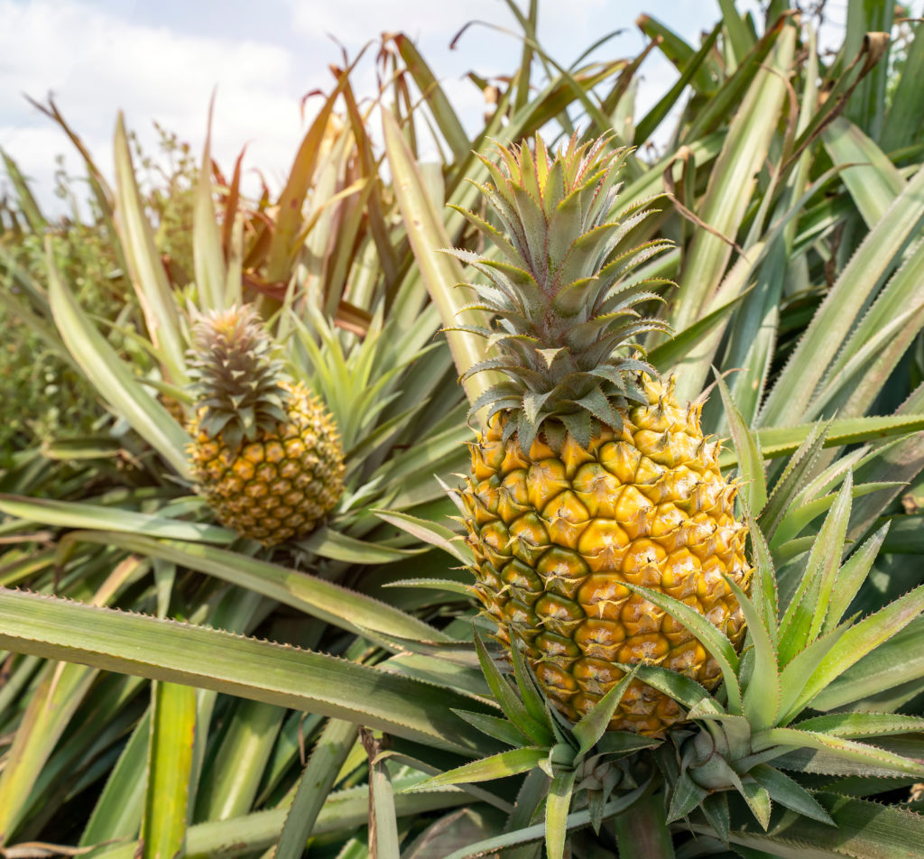 Due frutti di ananas maturi e gialli (Ananas comosus) che crescono nelle loro piante in una piantagione a cielo aperto. Le piante hanno foglie lunghe e lanceolate. La foto è scattata in pieno giorno, con luce solare intensa che colpisce la parte superiore. Coltivazione di ananas, frutto tropicale, agricoltura, fattoria, frutto maturo, esotico, filiera alimentare.