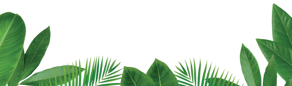 Banner con foglie tropicali verdi lussureggianti per snack naturali Pro provenienti dal Kenya.